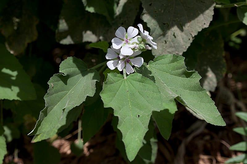 תרסיס  DRY לחלל הפה