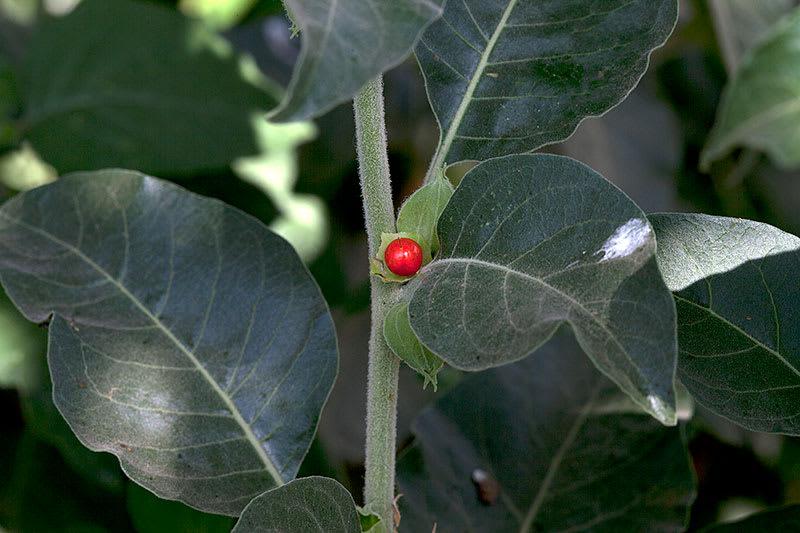 ויתניה משכרת – Withania somnifera