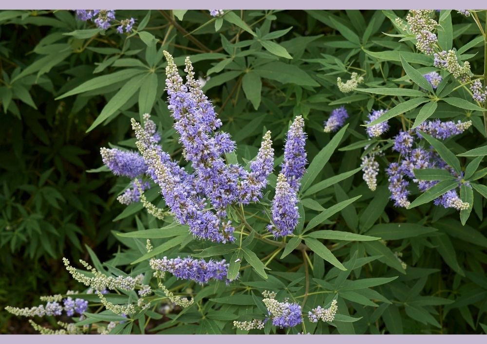 נבחרת מוצרי המדף שלנו לתמיכה ולטיפול בבעיות פריון אצל הגבר והאישה וכן תמיכה בהריונית וביולדת