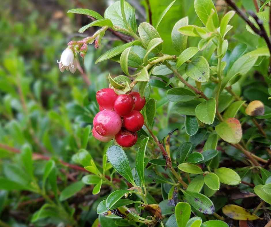 דלקות בדרכי השתן