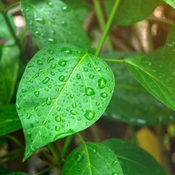 ג'ימנמה אקסטרה